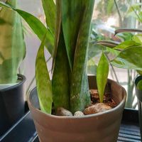 観葉植物,１０年以上育ててます, サンスベリア,こまりねこ サンスベリアの画像