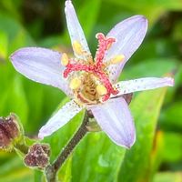 ホトトギス,花壇,ガーデニング,山野草,ユリ科の画像