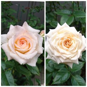 バラ 鉢植え,綺麗なお花,ばら 薔薇 バラ,おうち園芸,G.D.ルイーズの画像