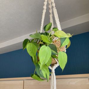 フィロデンドロン・ブラジル,観葉植物,緑のある暮らし,鉢カバー,わが家の観葉植物❢の画像
