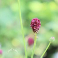 ワレモコウ,鉢植え,お庭,山野草,耐寒性多年草の画像