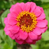 ジニア,ヒャクニチソウ,ピンクの花,花散歩,幸せな時間の画像