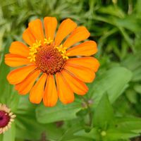 ジニア,ヒャクニチソウ,花散歩,オレンジ色の花,幸せな時間の画像