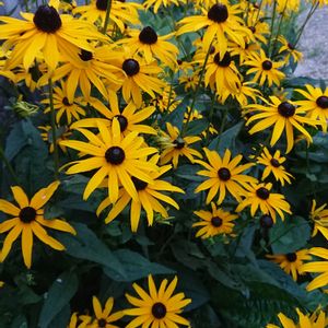 Rudbeckia fulgida 'Goldsturm' (Black Eyed Susan),レンガ,満開,黄色い花,アンティークレンガの画像