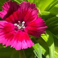 ナデシコ,アメリカナデシコ,花壇,ガーデニング,山野草の画像