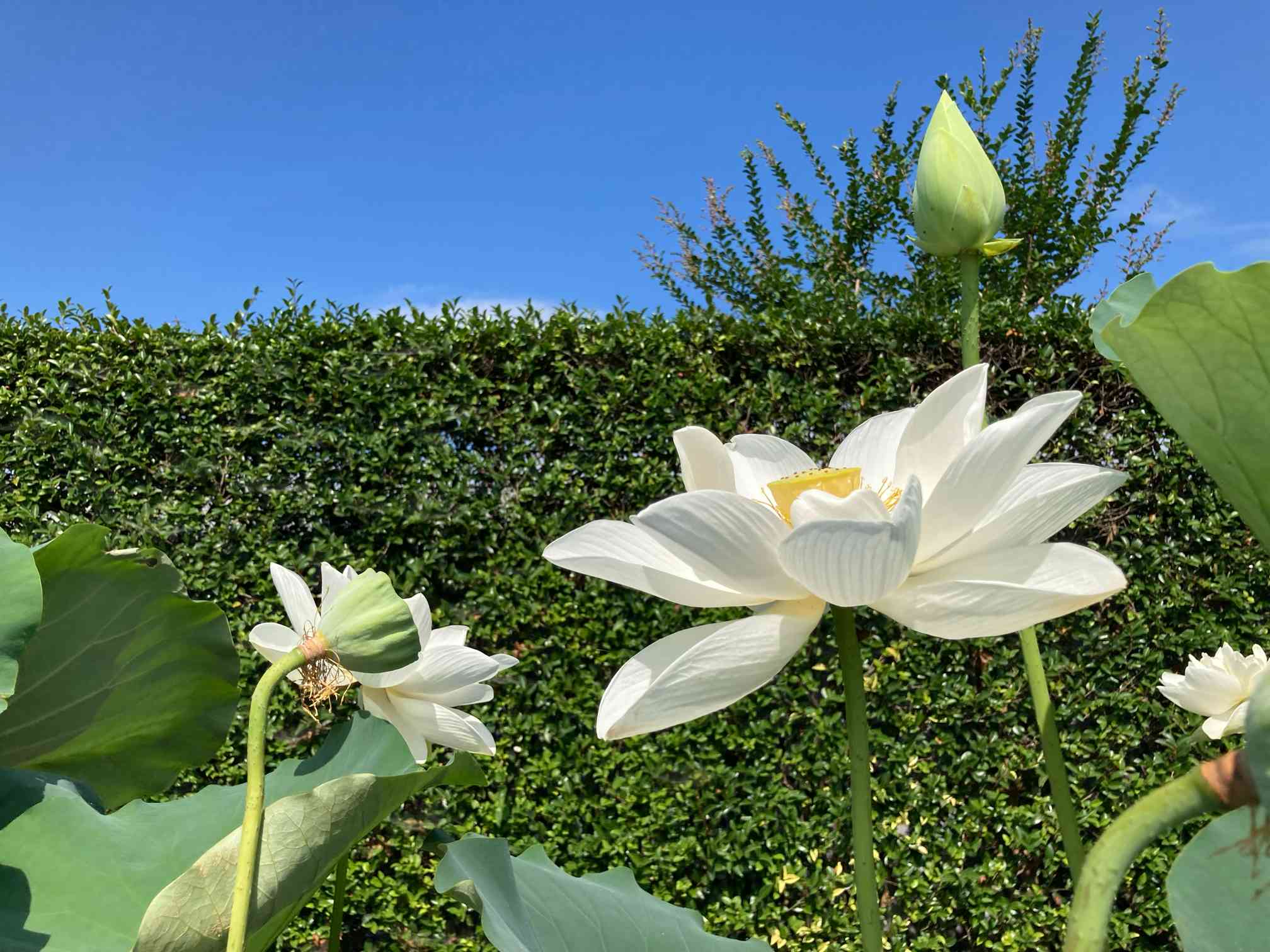 青空と蓮の花❗️包容力を感じる蓮の花に癒されてきました