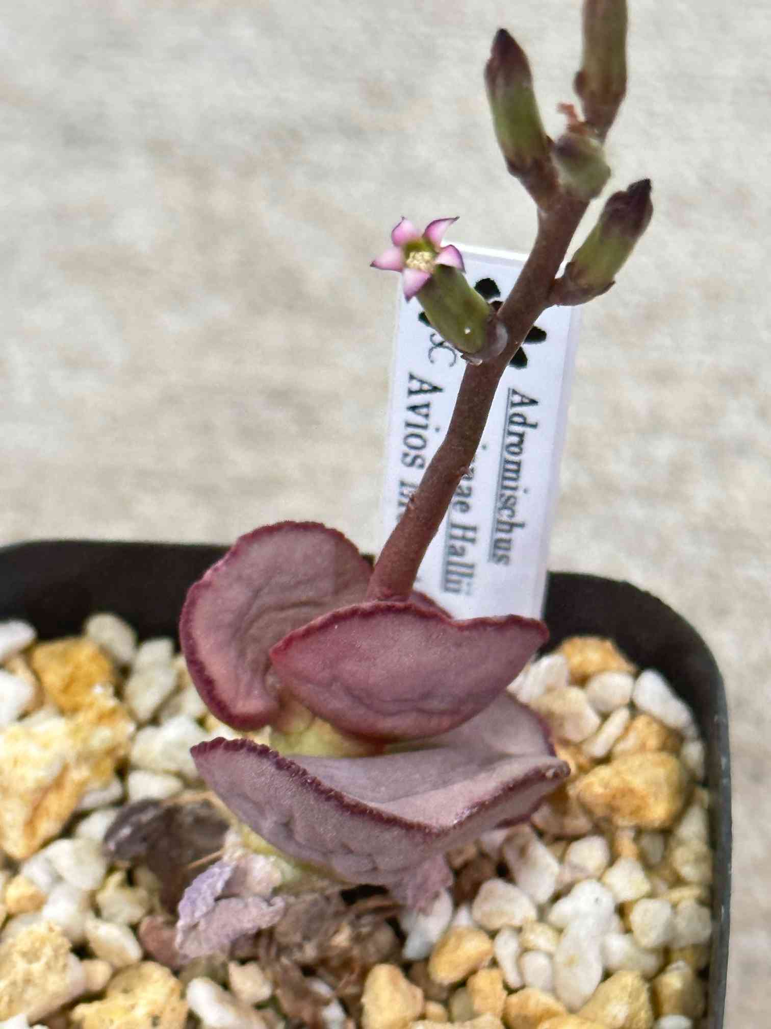 多肉植物 アドロミスクス・アビオスマウンテン 多肉植物 アドロミスクス・アビオスマウンテン