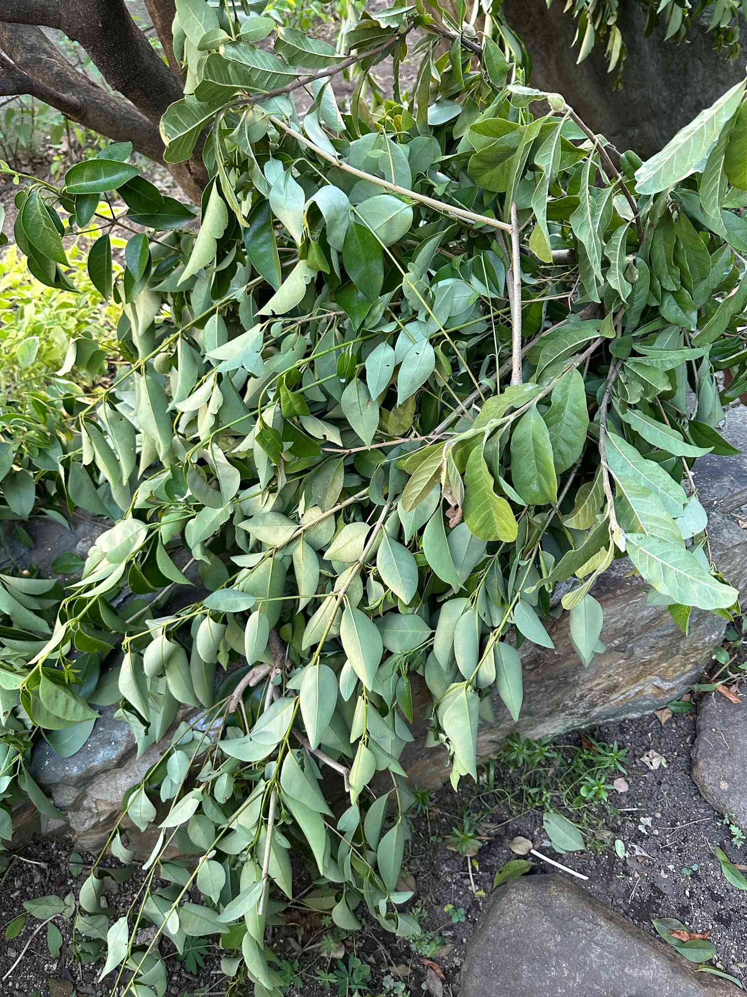 まきの木 まきの木 庭木