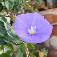 コンボルブルス,武器ではなく花を,北海道の画像