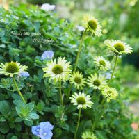 コンボルブルス,エキナセア・グリーンジュエル,エキナセア,植物のある暮らし,植物大好きの画像
