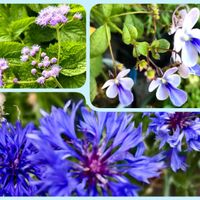 ブルーウィング,矢車菊,みんな最高,可愛いお花,優しい思いの画像
