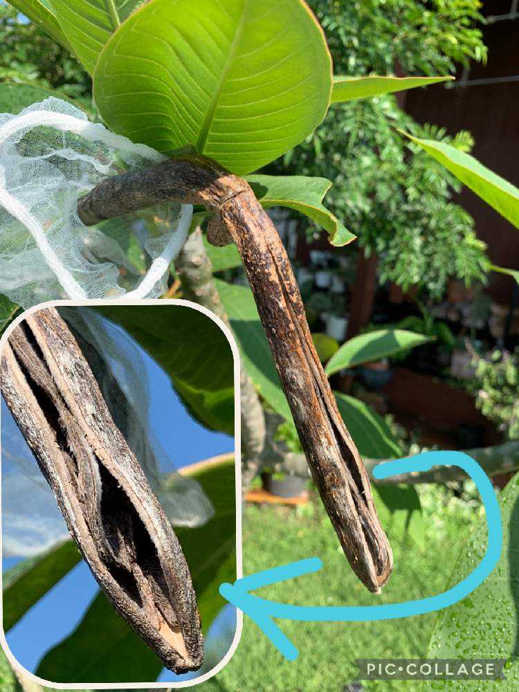 プルメリアの種を収穫したい！！！｜🍀GreenSnap（グリーンスナップ）