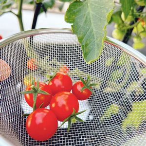 ミニトマト 千果,収穫,美味しかった,ベランダ菜園,家庭菜園初心者の画像