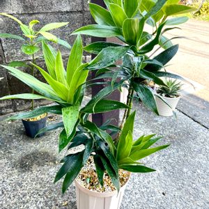 アボカド,台湾パイナップル,ドラセナ ソングオブジャマイカ,観葉植物,100均の画像