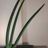 サンスベリア,観葉植物,１０年以上育ててます,猛暑に負けない, サンスベリアの画像