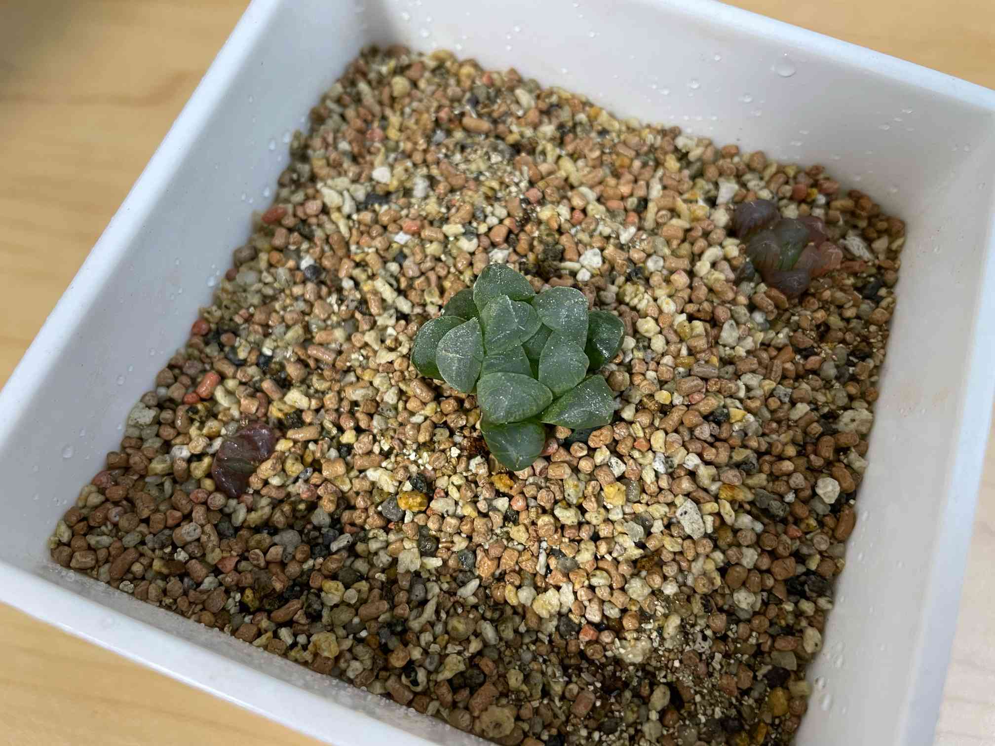 オブツーサ トゥルンカータ成長記録｜🍀GreenSnap（グリーンスナップ）