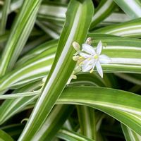 オリヅルラン,小さな花,白い花,今日のお花,お出かけ先の画像
