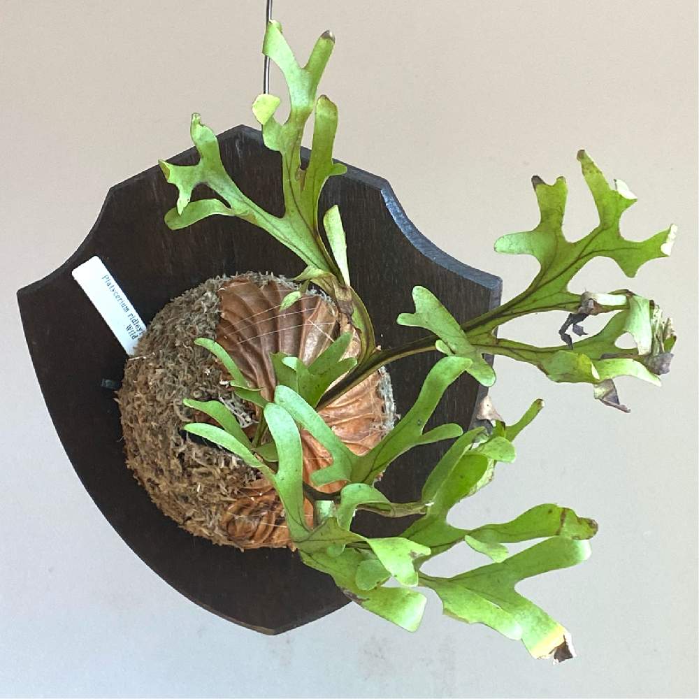 ワイルド リドレイ 胞子アリ ビカクシダ コウモリラン - 植物/観葉植物
