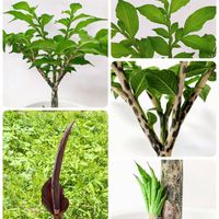 コンニャク,観葉植物,花のある暮らしの画像