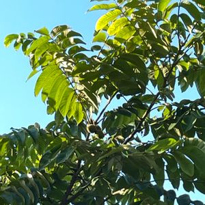 クルミ,くるみの実,植栽,在来種,小さな公園の画像