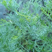 レースラベンダー,地植え,赤ちゃんカマキリ,楽しいカワイイ,お庭の植物の画像
