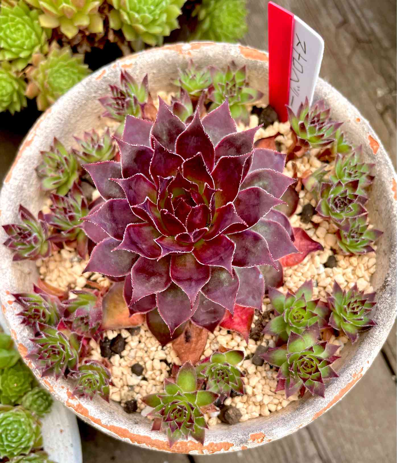 センペルビウム ストロベリー キウイの一覧｜🍀GreenSnap（グリーン