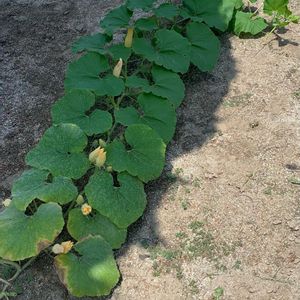 かぼちゃ,カボチャ,アトランティック・ジャイアント,農園,地植えの画像