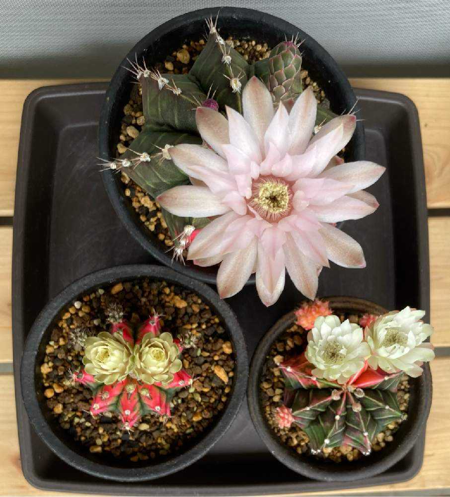 緋牡丹錦たちの採種から実生まで｜🍀GreenSnap（グリーンスナップ）