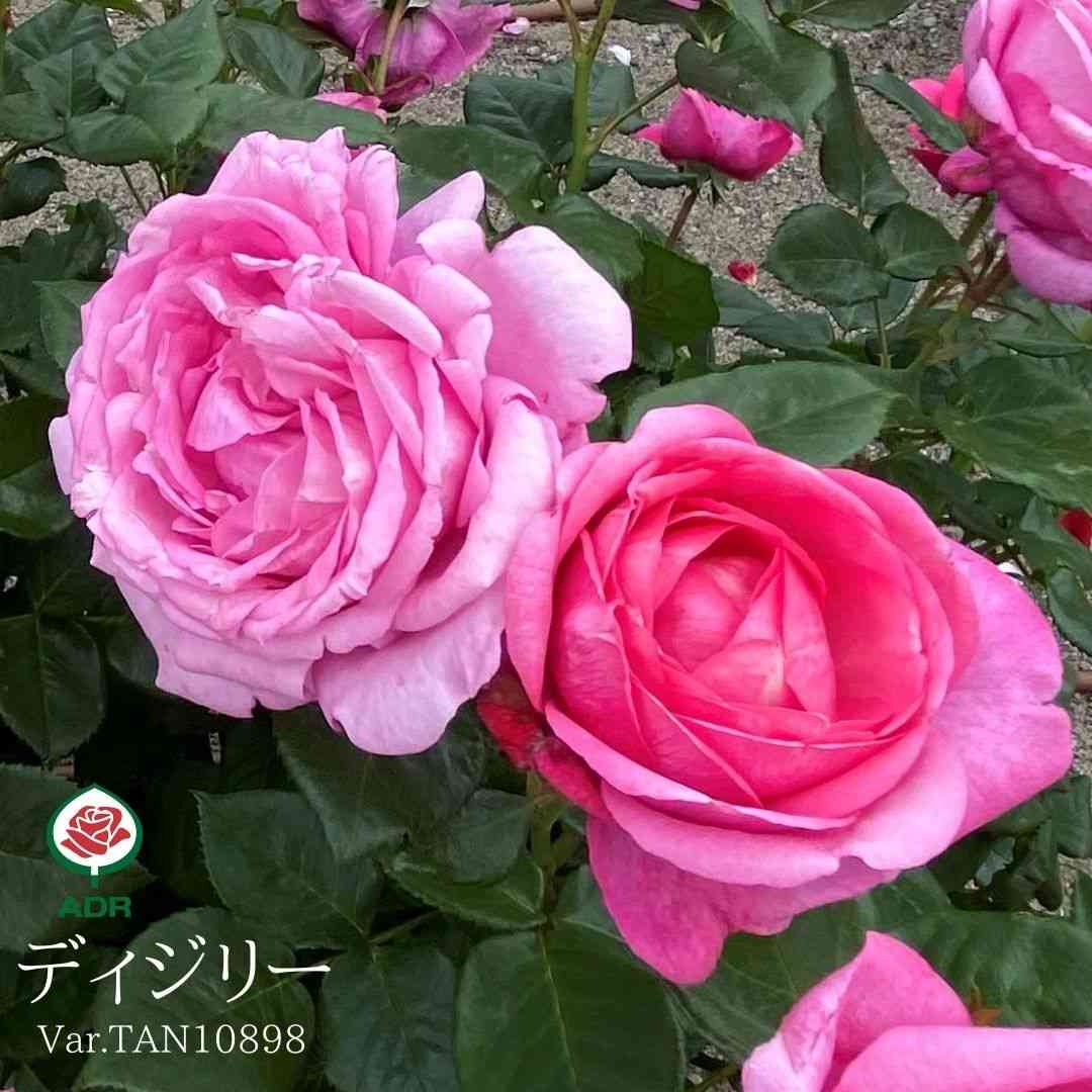 ささやきの薔薇の庭　ゴールドの額入り　オイルパステル画 押し花アート：REGALO_タイトル：優しくきらめく | BLOOM MAISON
