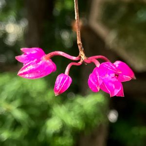 Nageliella purpurea,Domingoa purpurea,開花,洋蘭,着生蘭の画像