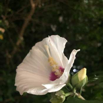 夜の散歩者,湖南地区,高槻市,黄昏の一時,葉の色合いの画像