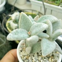 月兎耳,福兎耳,カランコエ属,モケモケ兔,バルコニー/ベランダの画像