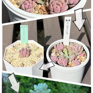 リンダリンダ,多肉植物,紅葉する多肉,葉挿し,チョンパの画像