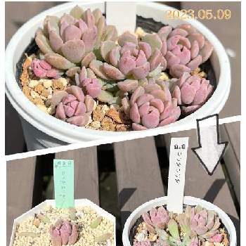 葉挿し,セダム属,セリア,ダイソー,発根待ちの画像