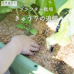 キュウリ,植物のある暮らし,肥料,プランター栽培,ベランダ菜園の画像