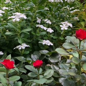 ミニバラ,Zepeti ゼプティ,鉢植え,ガーデニング,花のある暮らしの画像