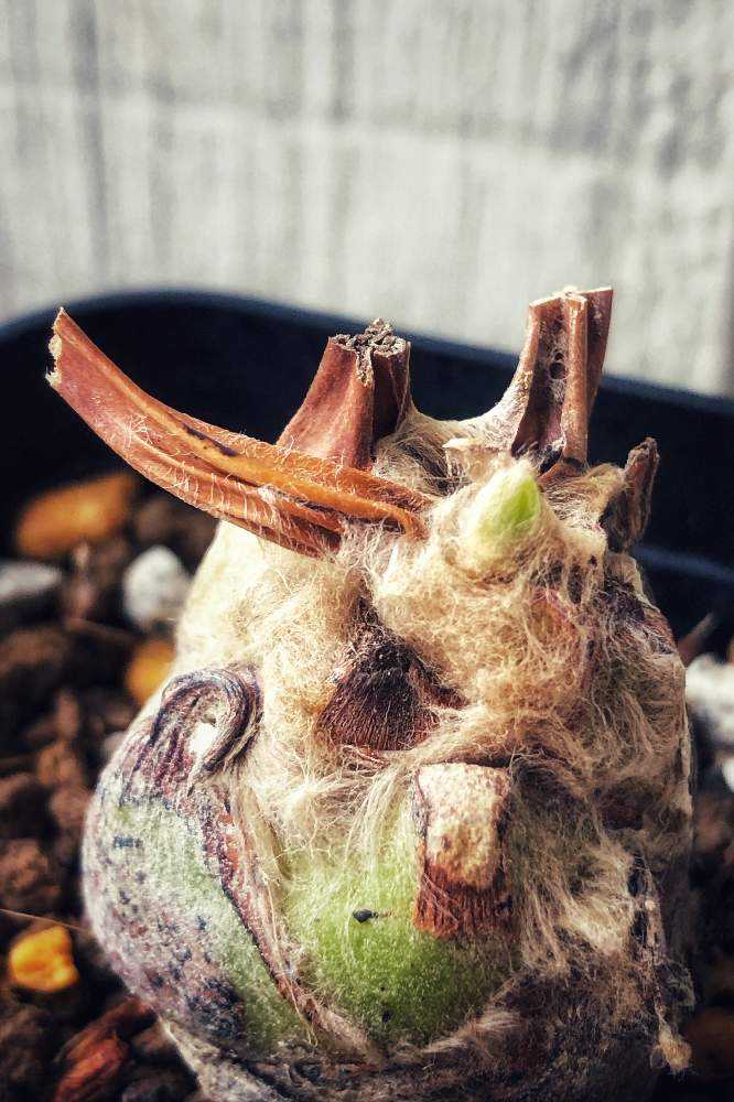 ディオーンスピヌロスム ディオーン：スピヌロスム 3号 の通販 | 園芸