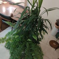 コルジリネ,ネフロレピス,観葉植物,コルジリネ☆,暑い！の画像