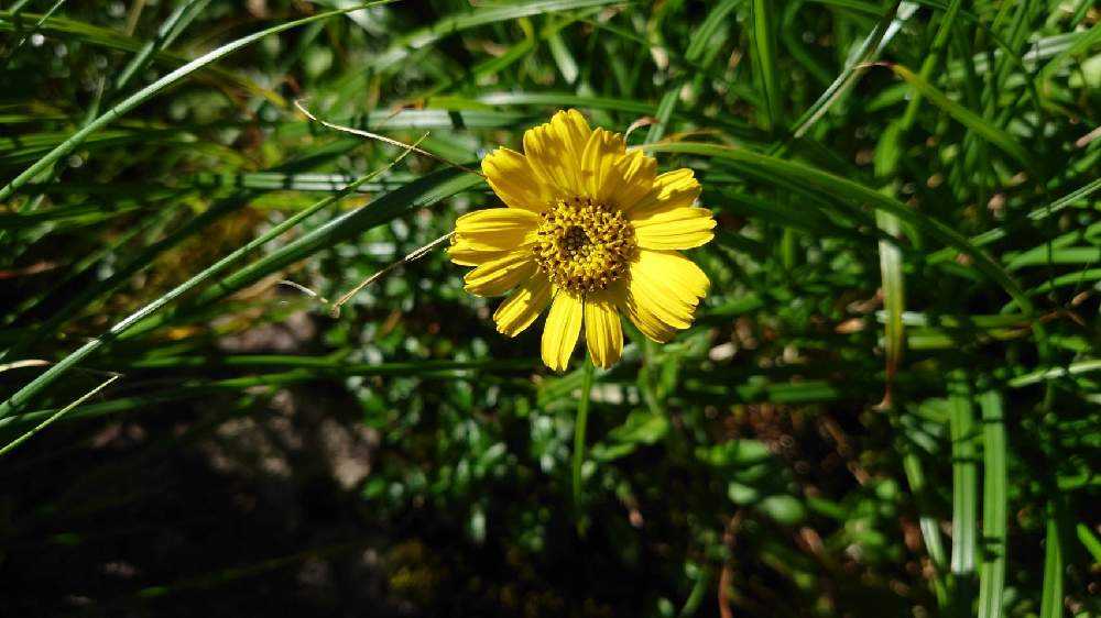 高山植物の宝庫🗻月山(1984m)で出逢ったお花♥と風景です｜🍀GreenSnap
