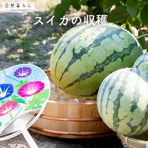 スイカ,植物のある暮らし,肥料,プランター栽培,ベランダ菜園の画像