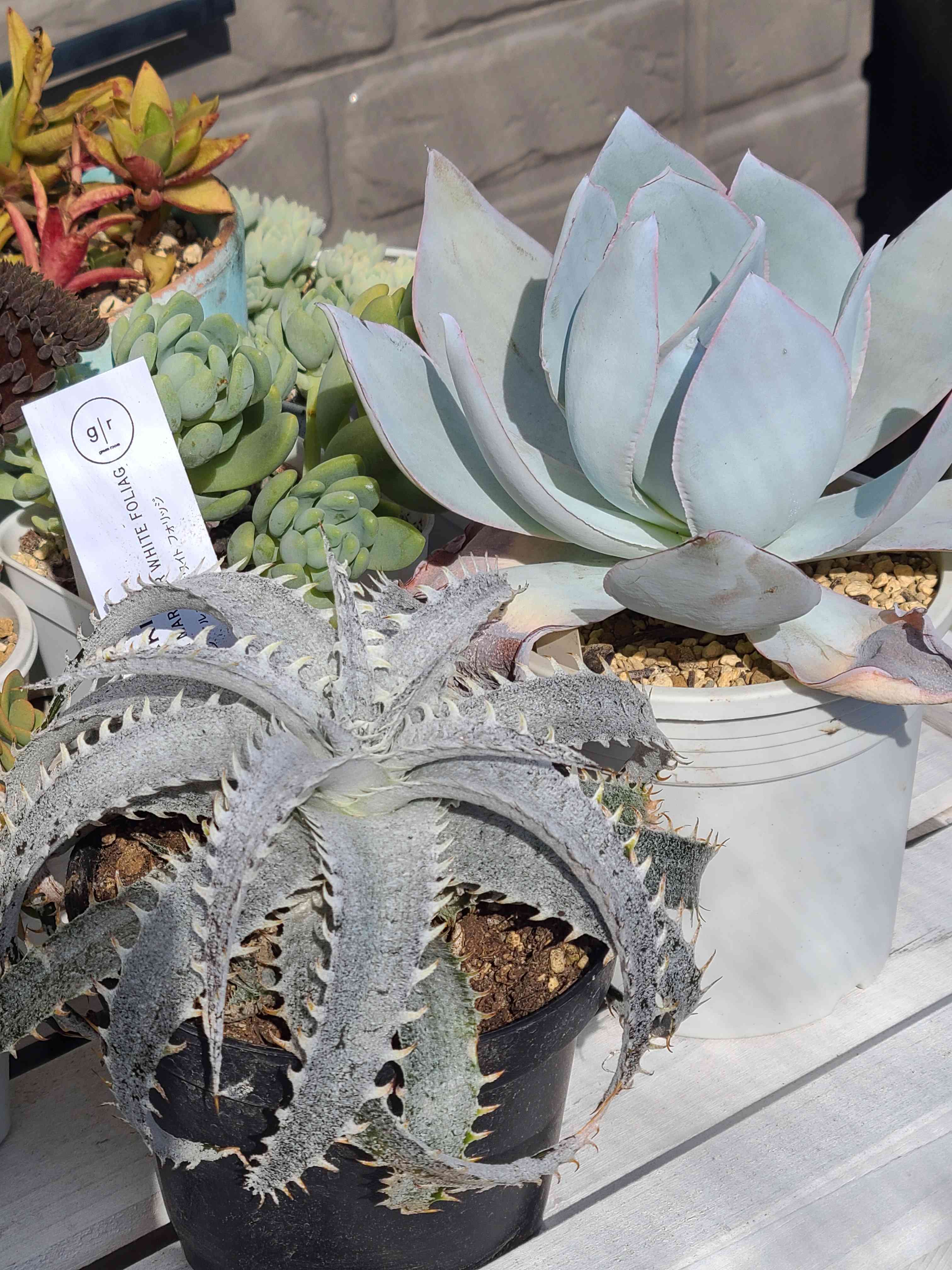 ディッキア グランマルニエ ホワイトフォリッジの一覧｜🍀GreenSnap