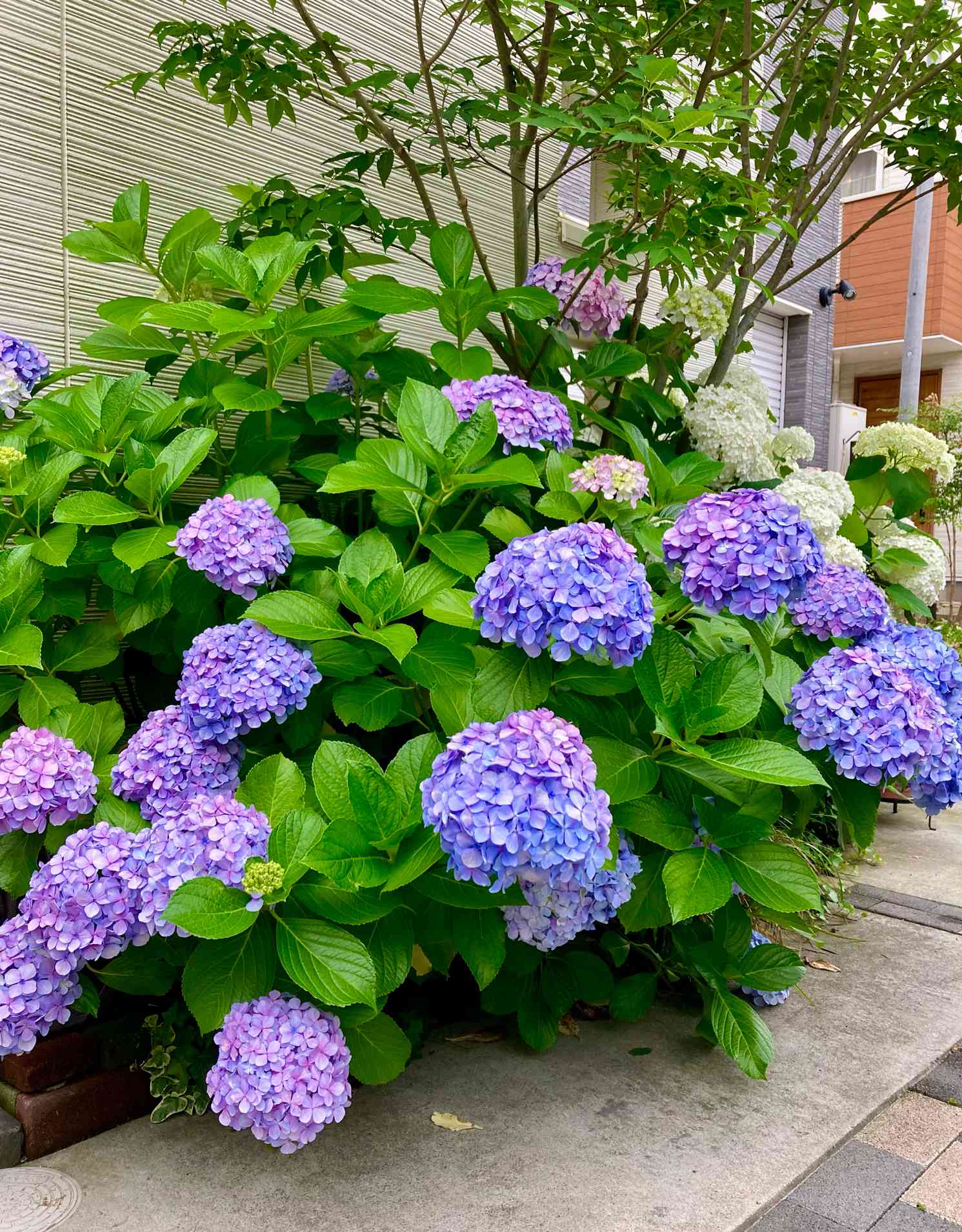 玄関前の移り変わりvol.2 (2023〜2025.5)｜🍀GreenSnap（グリーン