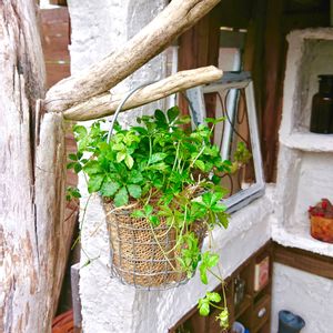 Garden,シュガーバイン★,ジャンクガーデン,junk,小さな庭の画像
