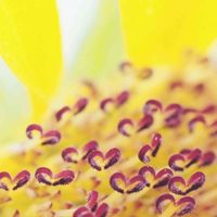 ヒマワリ,ミニヒマワリ スマイルラッシュ,キュンキュン乙女倶楽部,ひまわり♡,好きかも↑の画像