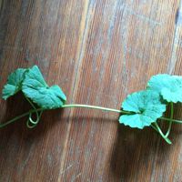 カキドオシの画像