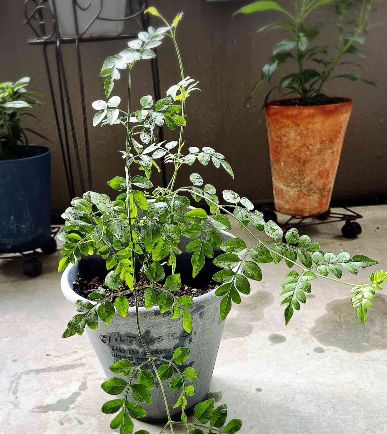 ジャスミン】ホワイトプリンセス 風に揺れる葉っぱ🌿が涼しそう
