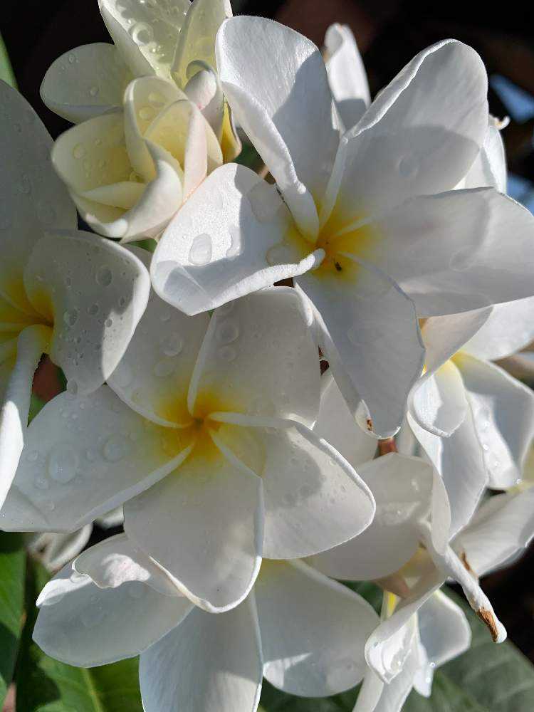 プルメリアの種を収穫したい！！！｜🍀GreenSnap（グリーンスナップ）