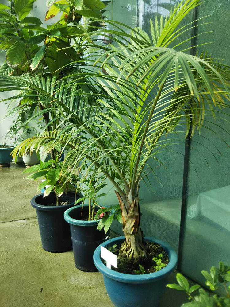 ヤシの流通名集(2023/7更新)｜🍀GreenSnap（グリーンスナップ）