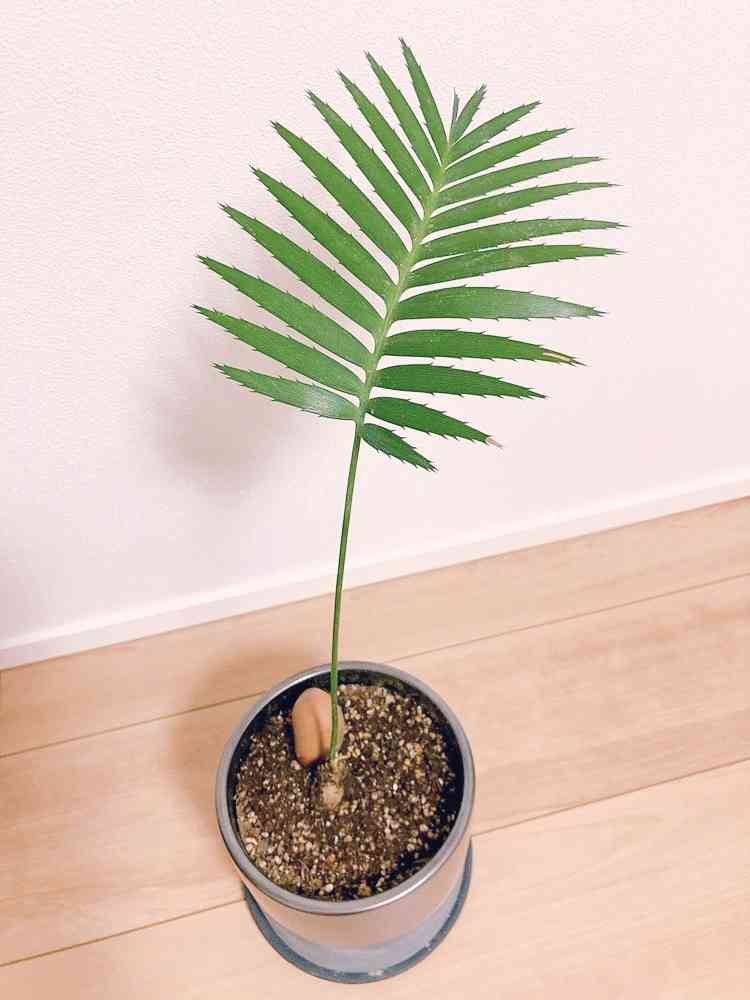 ディオーンの一覧｜🍀GreenSnap（グリーンスナップ）