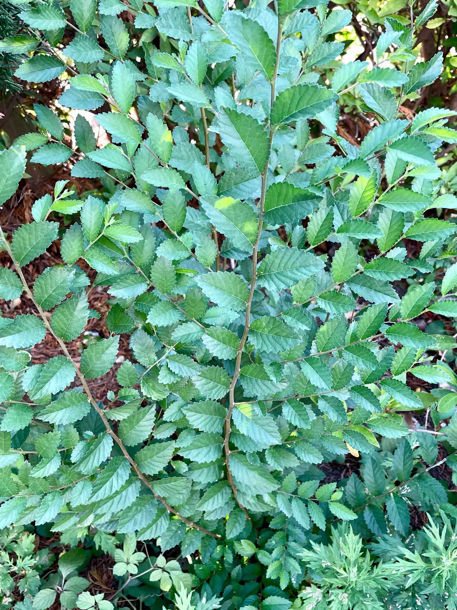 石欅(1)アキニレ アキニレ